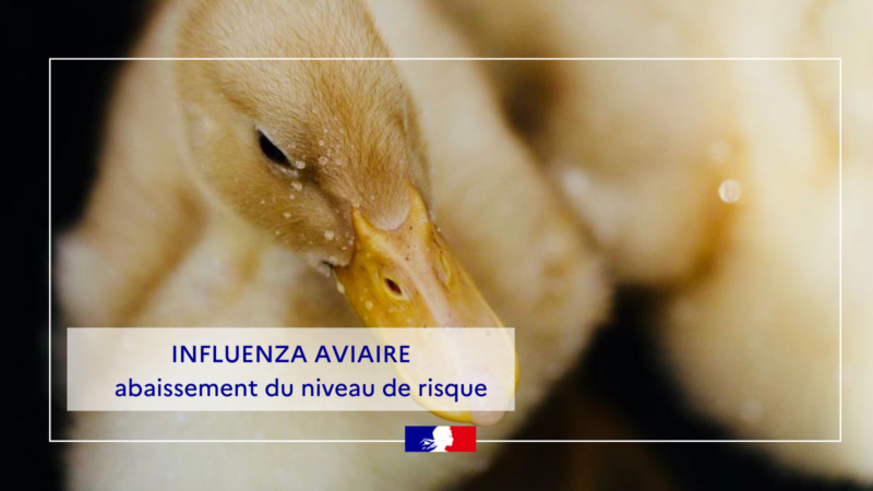 Influenza aviaire, risque modéré à négligeable