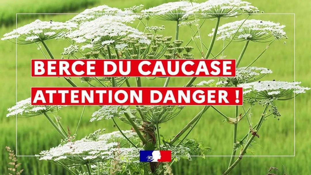 Connaitre la Berce du Caucase et ses dangers