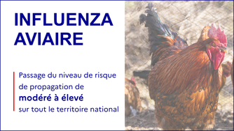 INFLUENZA AVIAIRE : Passage du niveau de risque influenza aviaire hautement pathogène (IAHP) de modéré à élevé