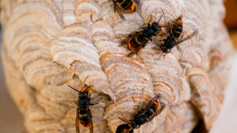 Frelons asiatiques, guêpes et abeilles : qui contacter à La Remuée ?