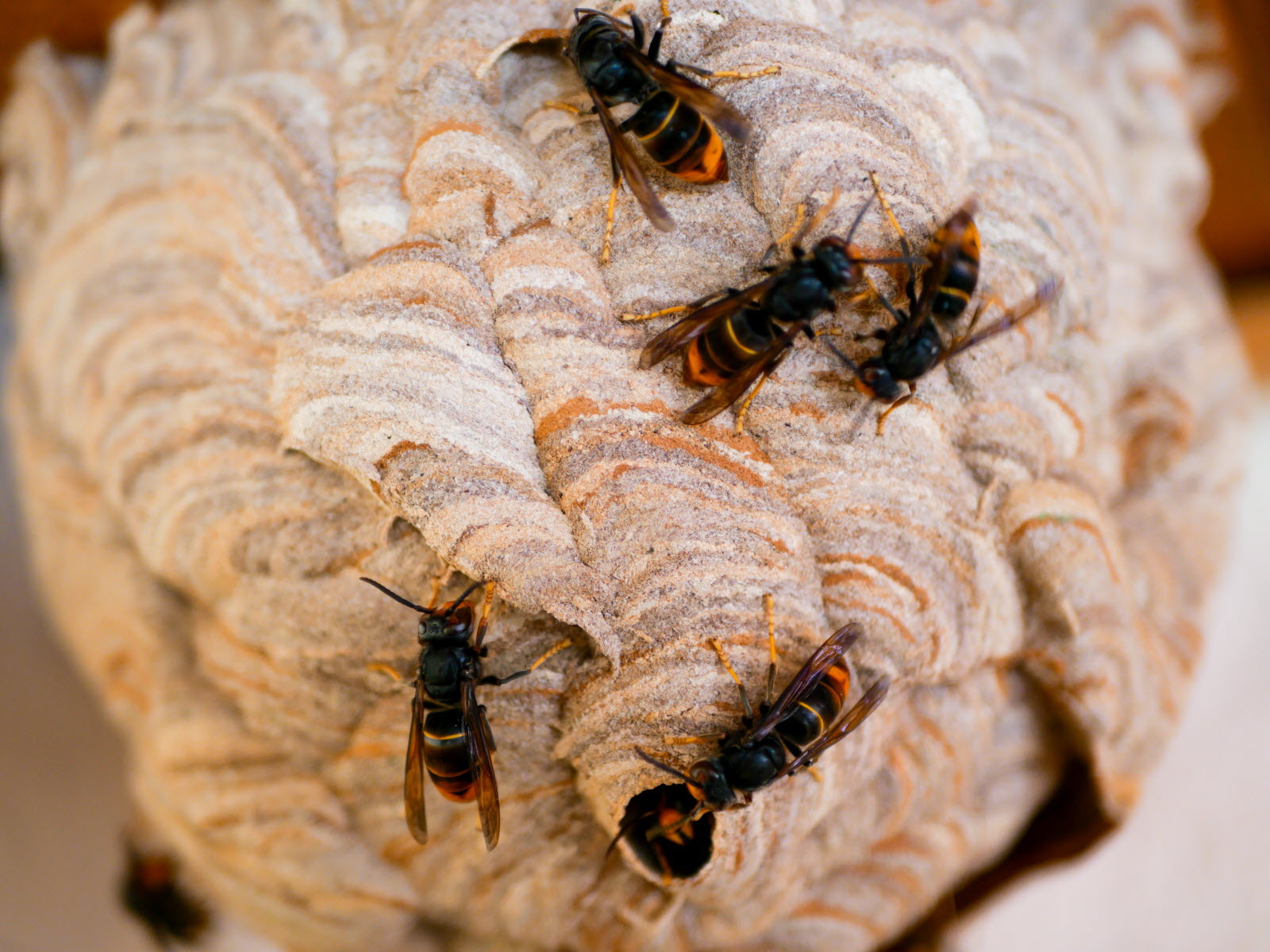 Frelons asiatiques, guêpes et abeilles : qui contacter à La Remuée ?