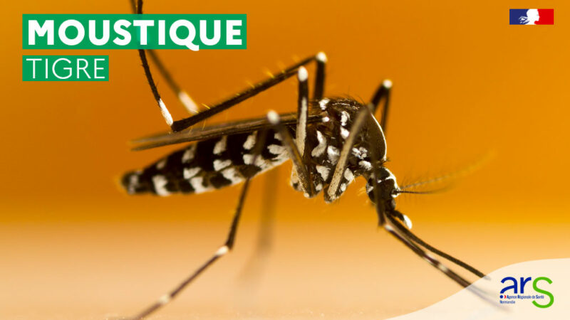 🦟 Vigilance moustique tigre : adoptons les bons gestes pour nous protéger !