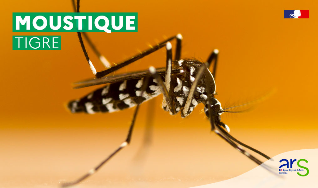 🦟 Vigilance moustique tigre : adoptons les bons gestes pour nous protéger !