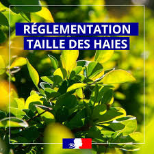 Réglementation municipale sur la hauteur des haies à La Remuée