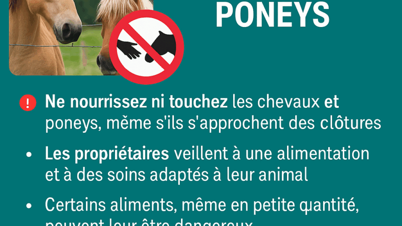 Pour le bien-être de nos chevaux et poneys : adoptons les bons réflexes