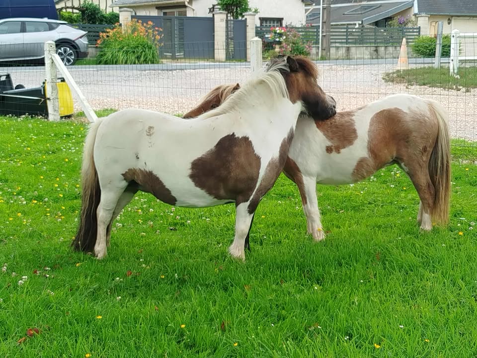 Chevaux et poneys de La Remuée