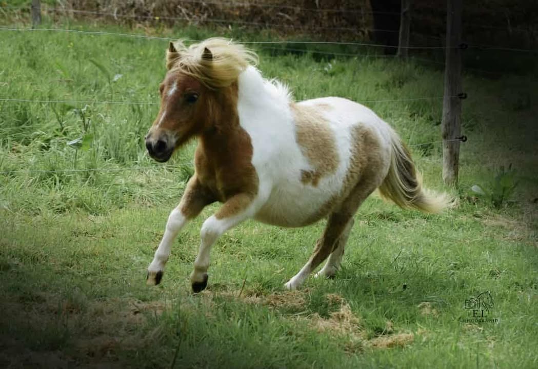 Chevaux et poneys à La Remuée