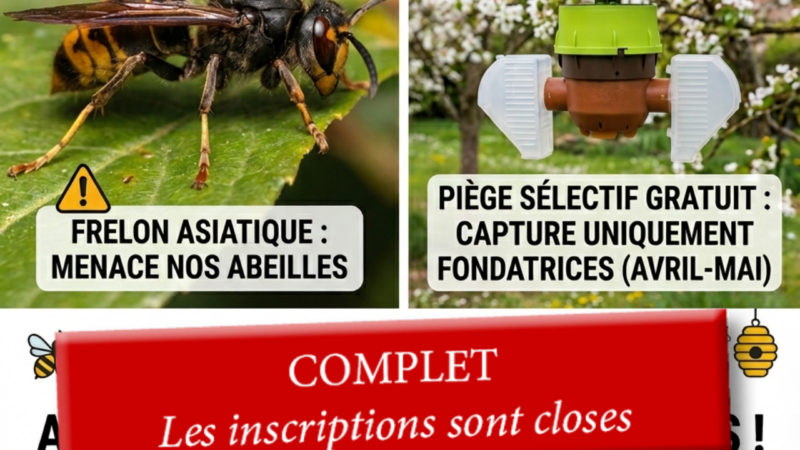 Lutte contre le frelon asiatique à La Remuée : habitants volontaires recherchés