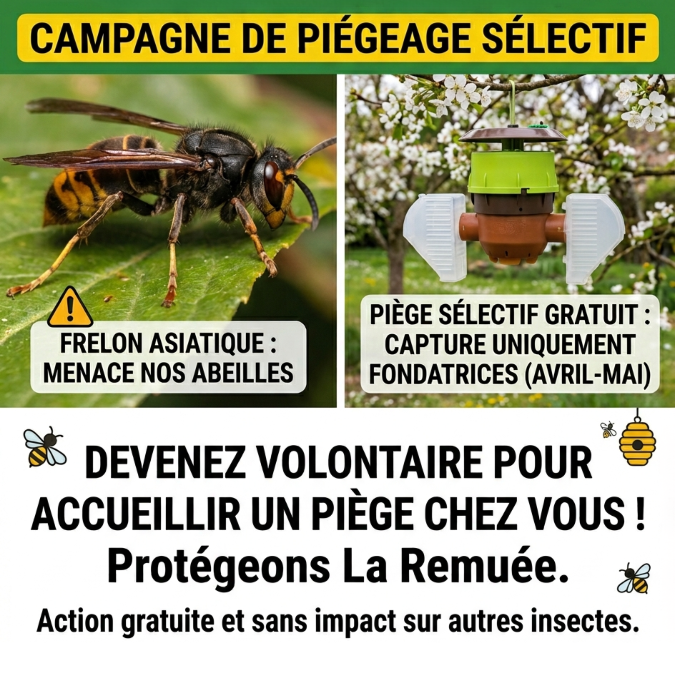 Lutte contre le frelon asiatique à La Remuée : habitants volontaires recherchés